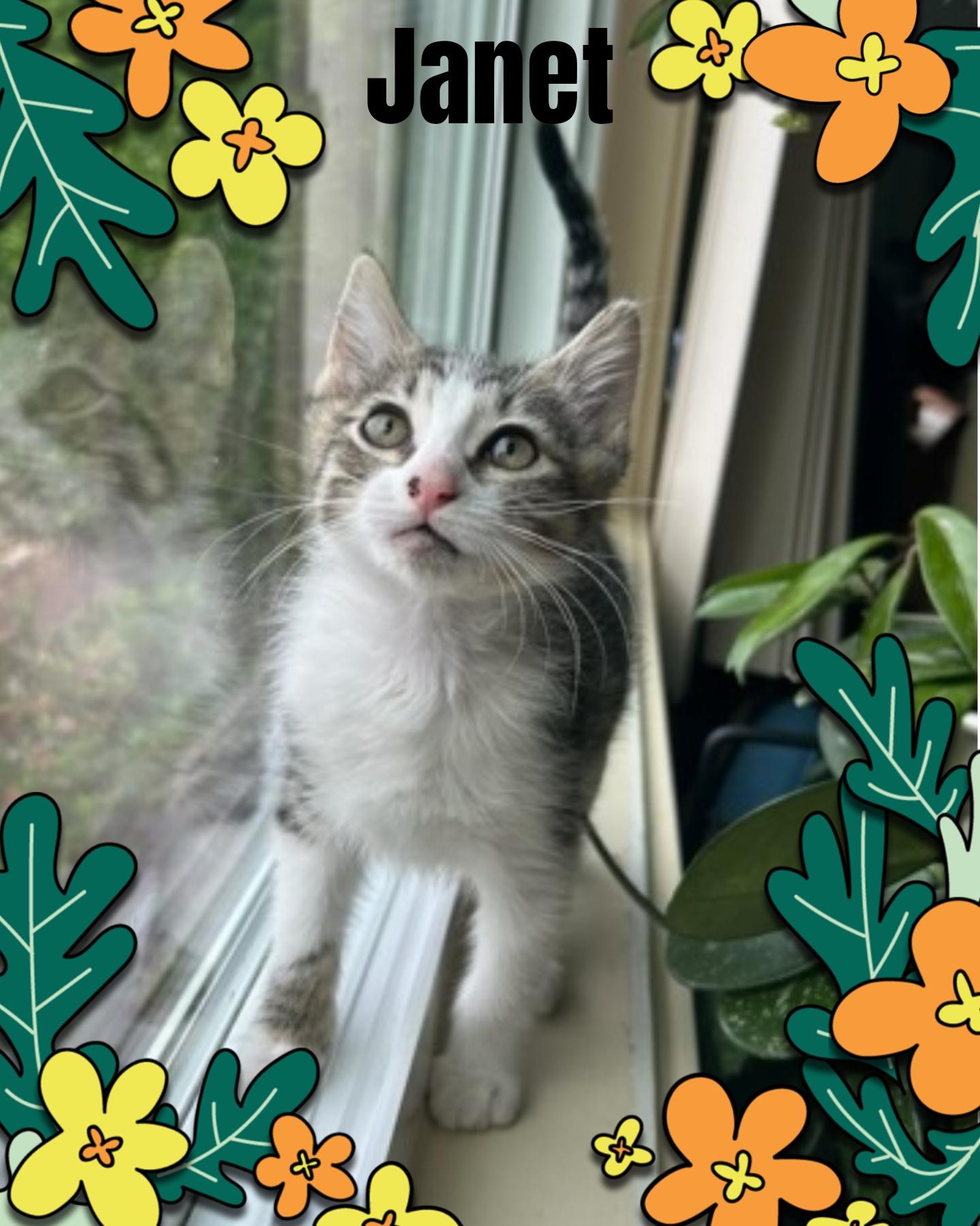 Janet, an adoptable Domestic Short Hair, Tabby in Pasco, WA, 99301 | Photo Image 6