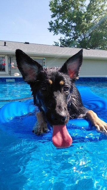 Enlarge Phoebe, a Adopted mixed breed in Fort Wayne, IN image 1/3