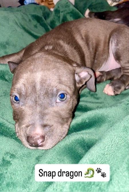 Enlarge Snap Dragon, a Adopted mixed breed in Warren, MI image 1/6