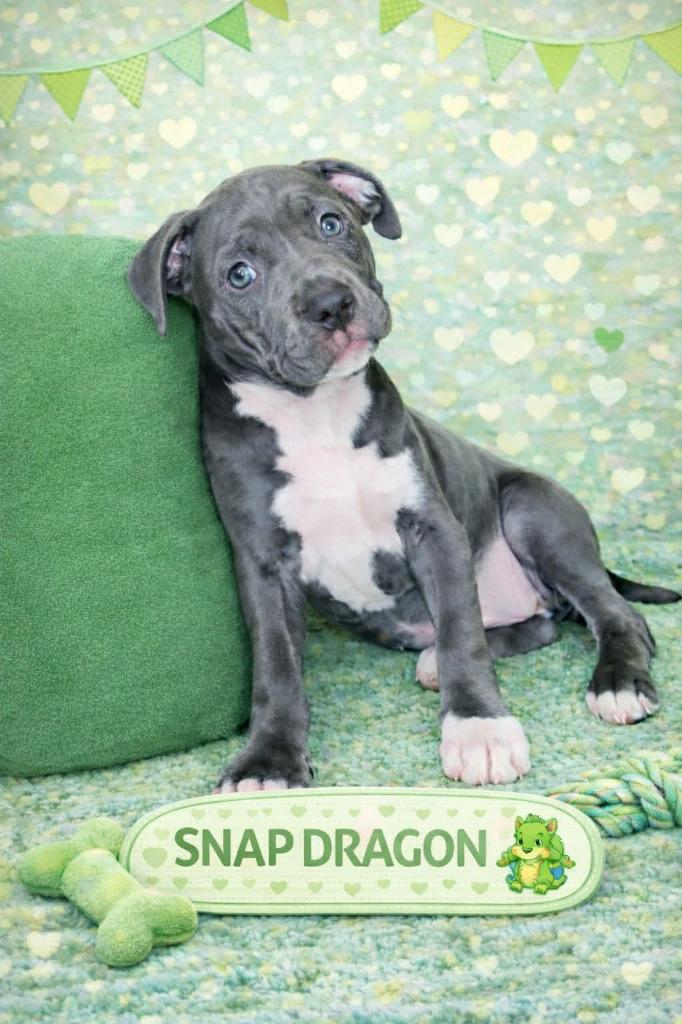 Enlarge Snap Dragon, a Adopted mixed breed in Warren, MI image 2/6