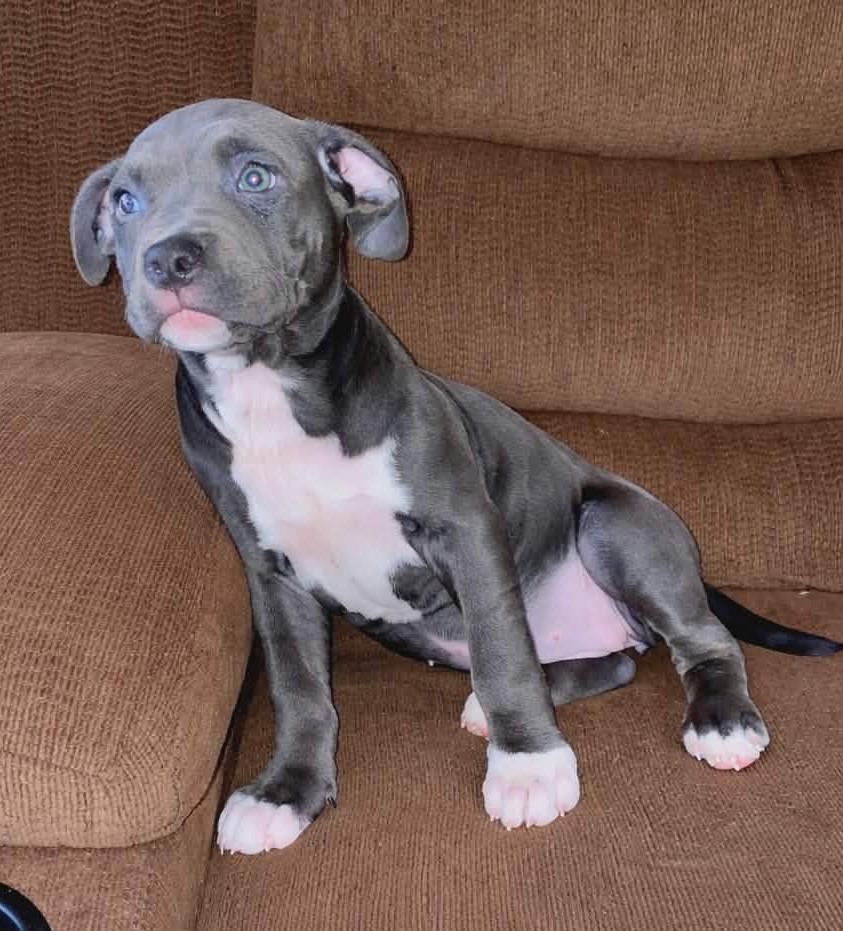 Enlarge Snap Dragon, a Adopted mixed breed in Warren, MI image 3/6