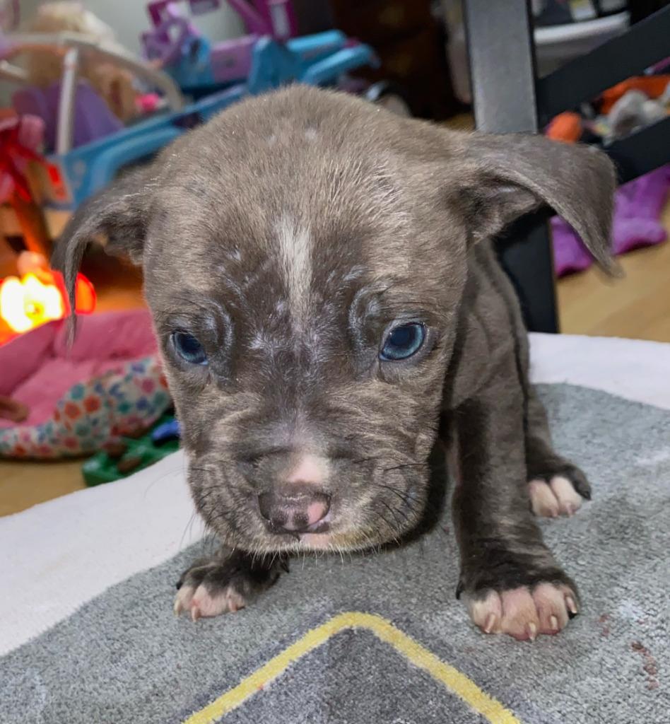 Enlarge Snap Dragon, a Adopted mixed breed in Warren, MI image 4/6