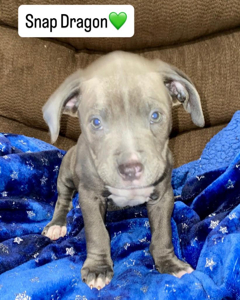 Enlarge Snap Dragon, a Adopted mixed breed in Warren, MI image 5/6