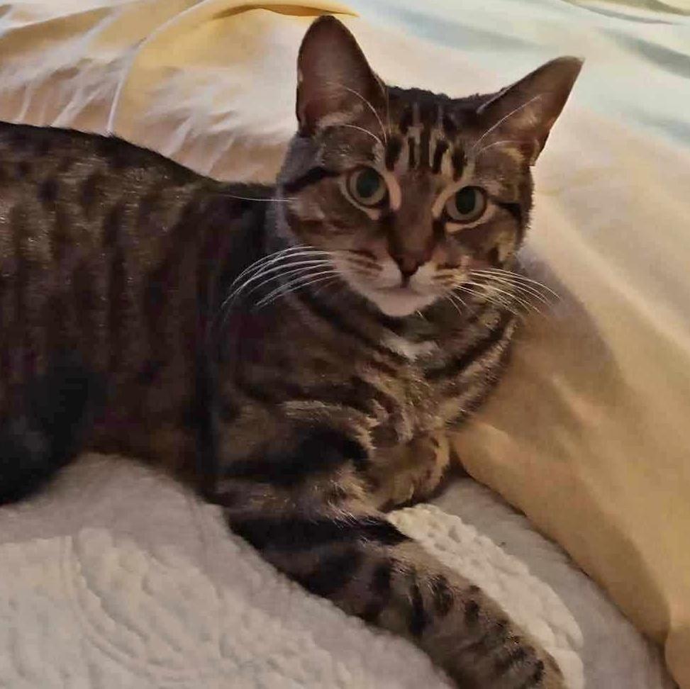 Enlarge Lixie, a ADOPTABLE Domestic Short Hair in Montreal, QC image 1/3