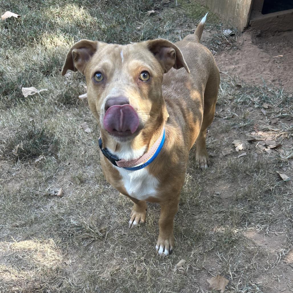 CT Zorro, Adoptable, Young Male Basset Hound & Catahoula Leopard Dog.