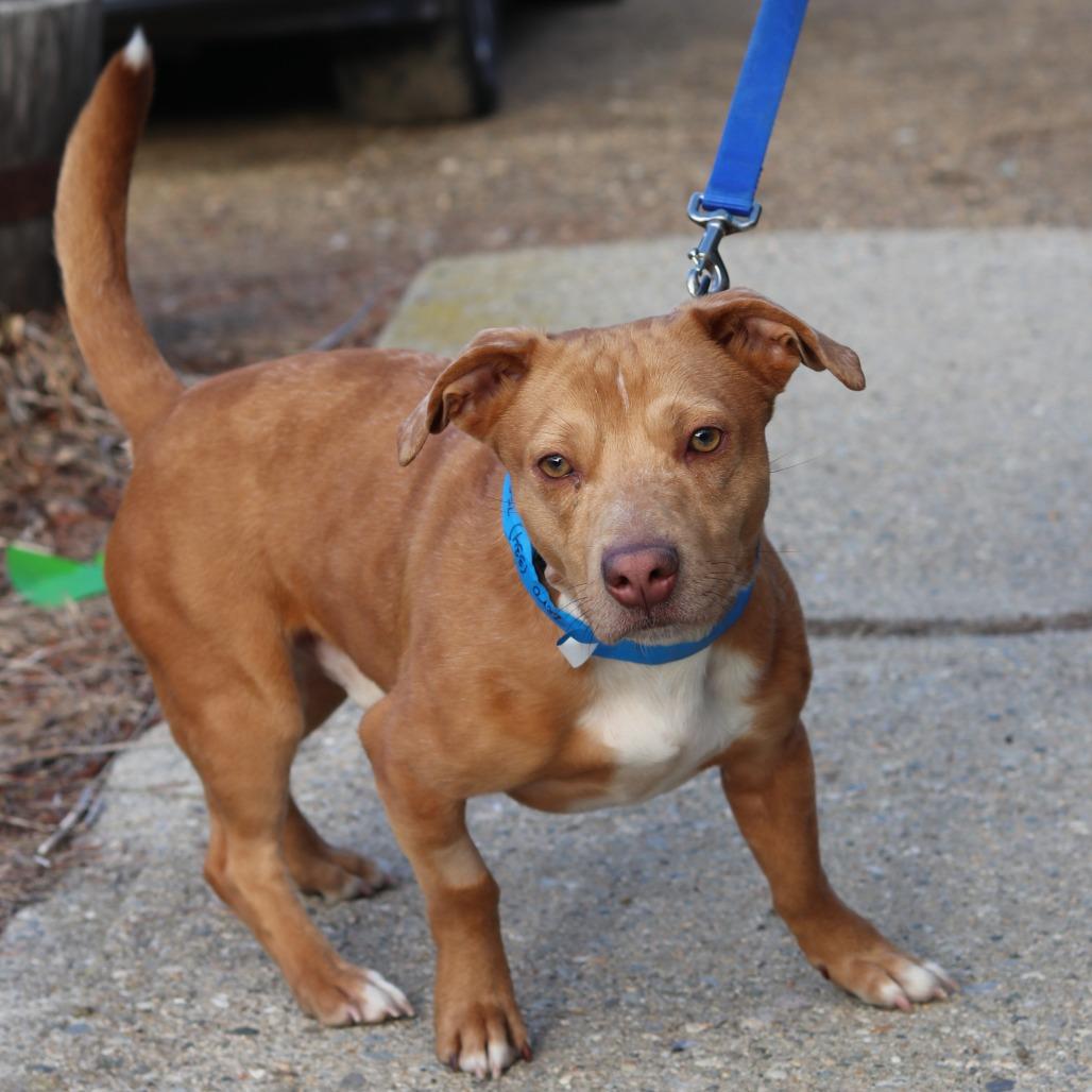 CT Zorro, a Adoptable mixed breed in Stormville, NY image 5/6