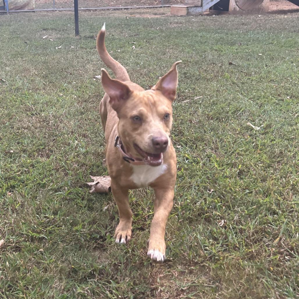 CT Zorro, a Adoptable mixed breed in Stormville, NY image 6/6