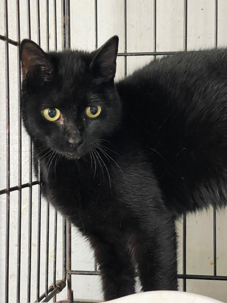 Cat for adoption Chaplin, a Domestic Short Hair in Winnsboro, SC