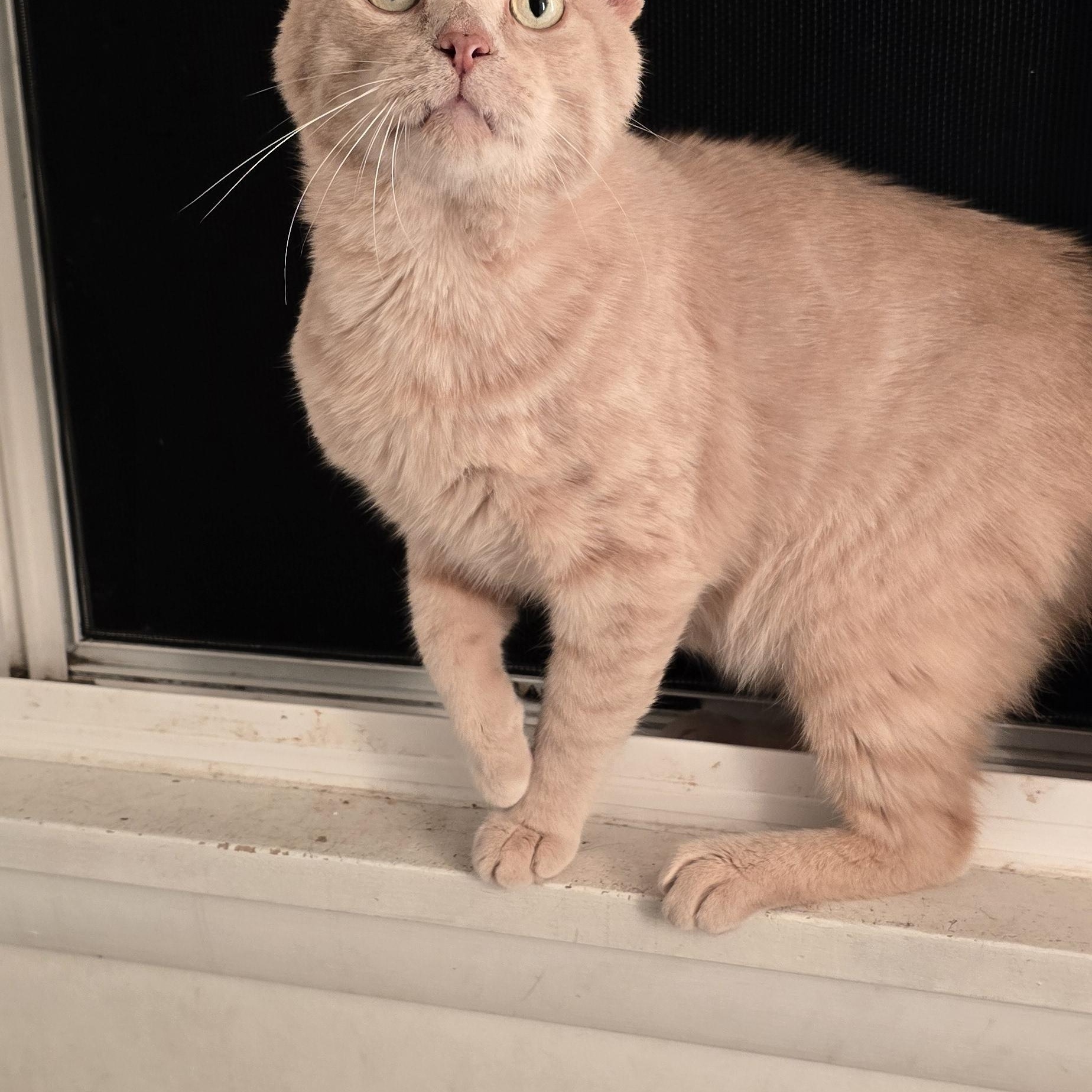 RUSTY, a Adoptable Domestic Short Hair in Eastlake, OH image 3/3