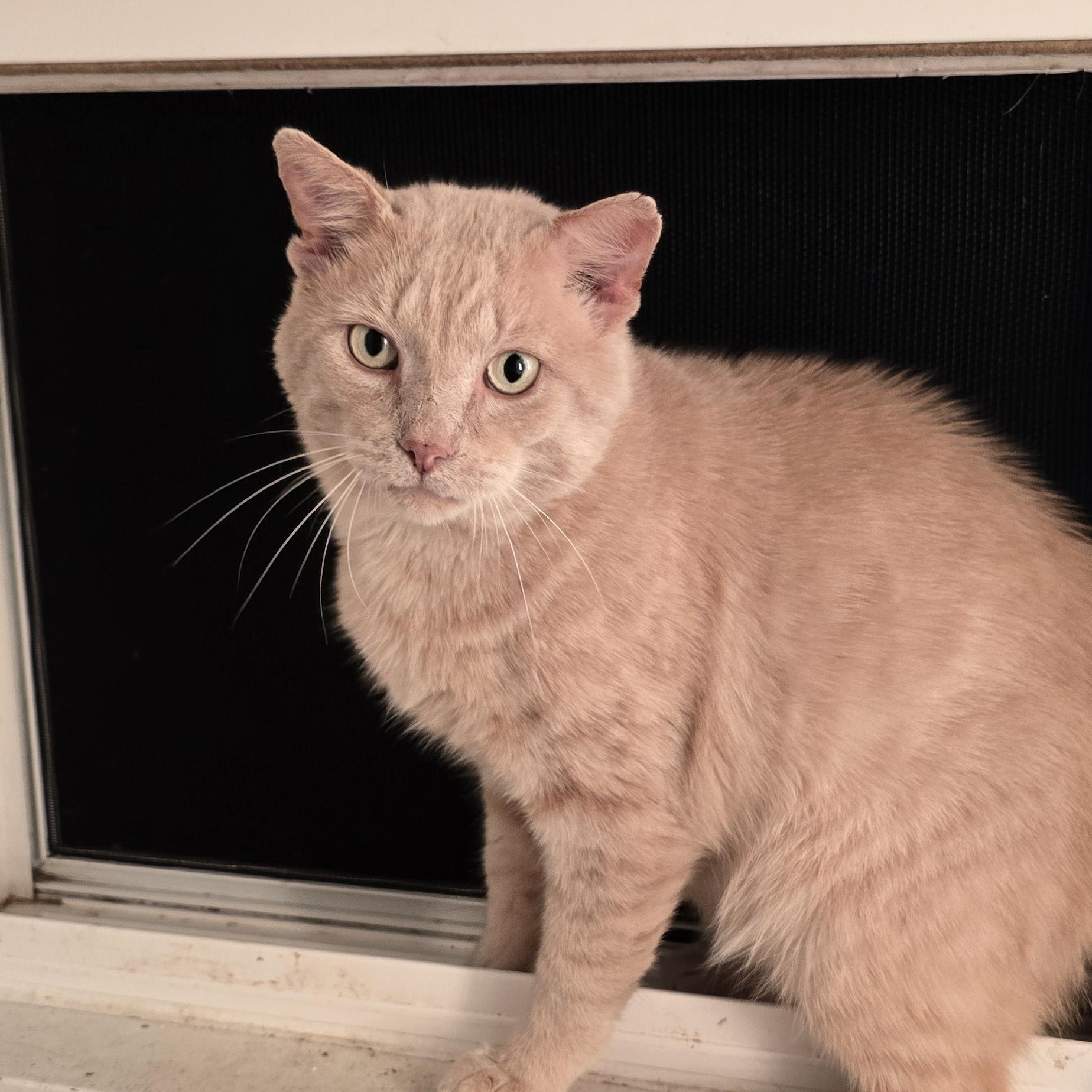 RUSTY, a Adoptable Domestic Short Hair in Eastlake, OH image 1/3