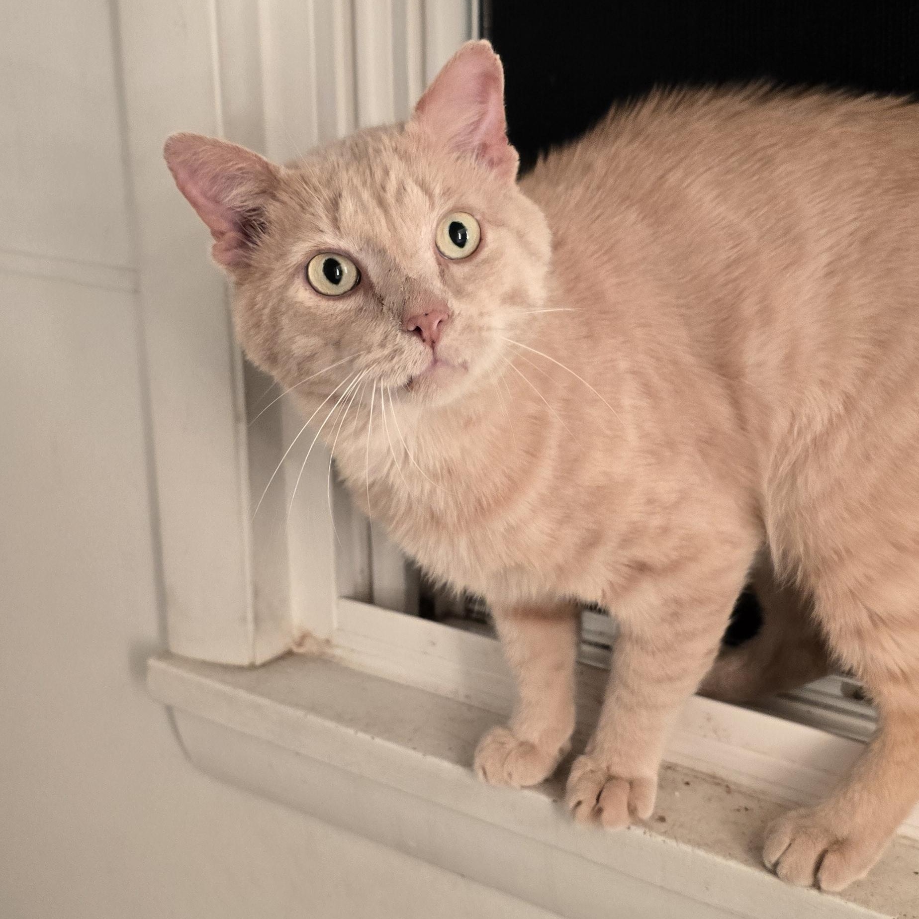 RUSTY, a Adoptable Domestic Short Hair in Eastlake, OH image 2/3