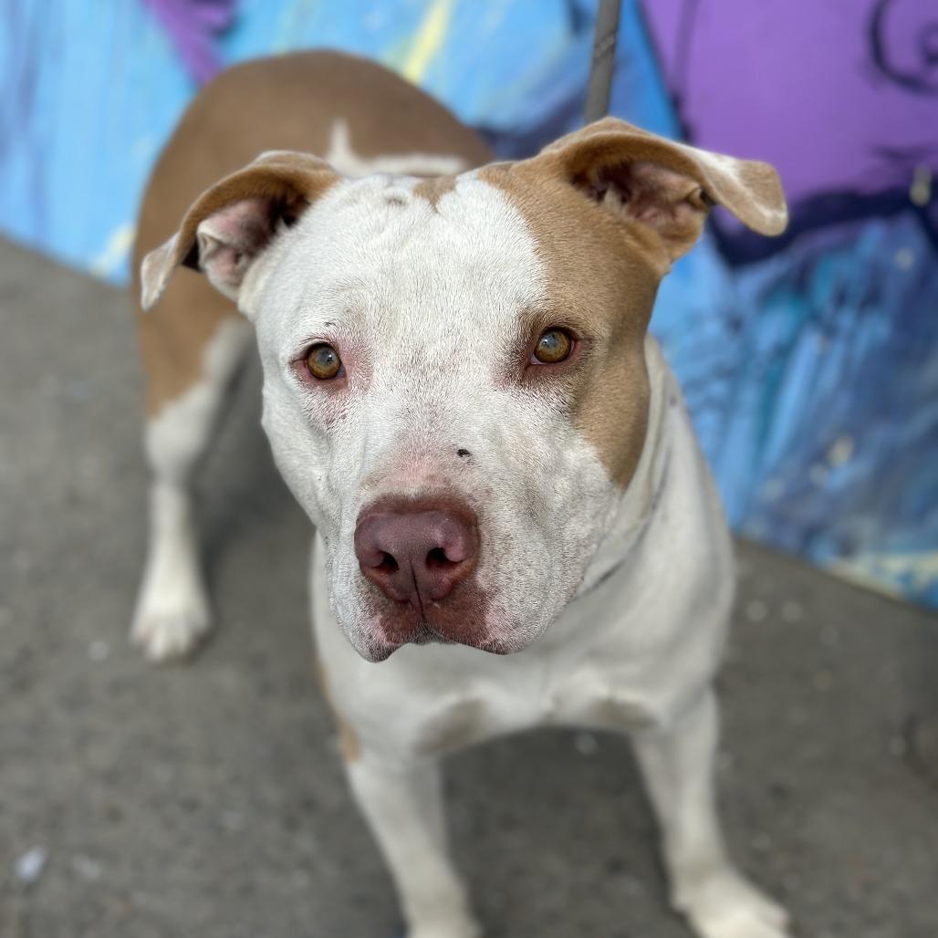 Jeffrey, Adoptable, Adult Male Mixed Breed.