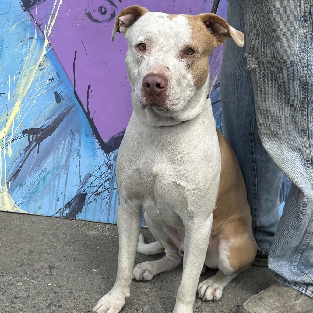 Jeffrey, Adoptable, Adult Male Mixed Breed.