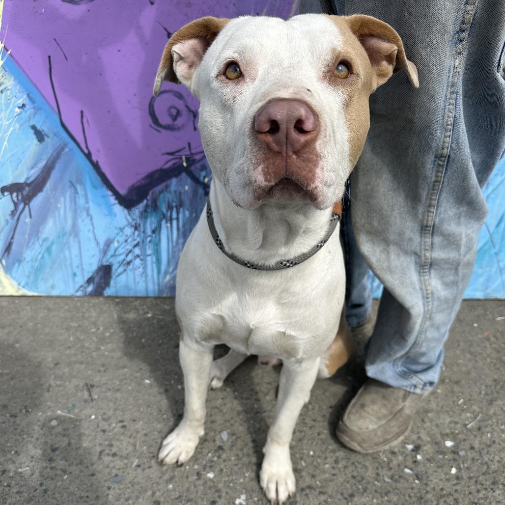 Jeffrey, a Adoptable Mixed Breed in San Francisco, CA image 2/5