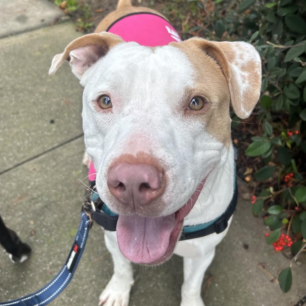 Jeffrey, Adoptable, Adult Male Mixed Breed.