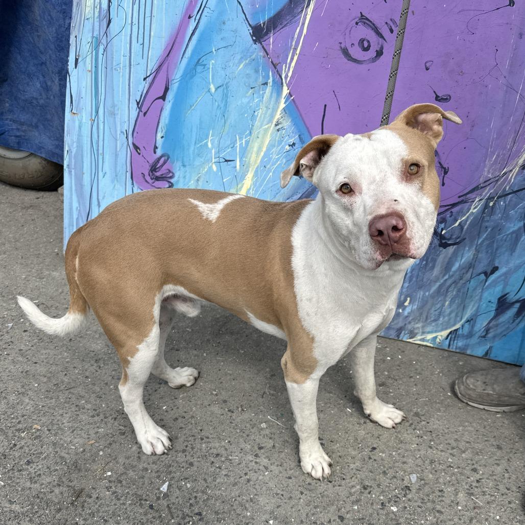 Jeffrey, a Adoptable Mixed Breed in San Francisco, CA image 4/5