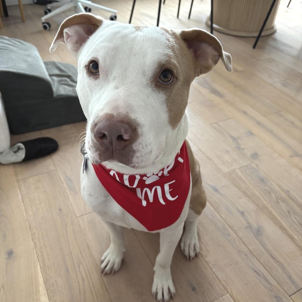 Enlarge Jeffrey, a Adoptable Mixed Breed in San Francisco, CA image 3/6