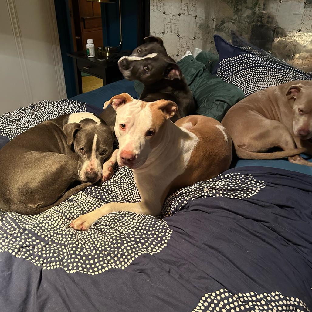 Enlarge Jeffrey, a Adoptable Mixed Breed in San Francisco, CA image 3/6