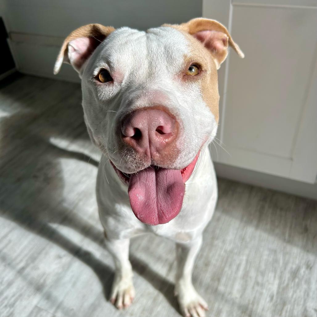 Enlarge Jeffrey, a Adoptable Mixed Breed in San Francisco, CA image 4/6