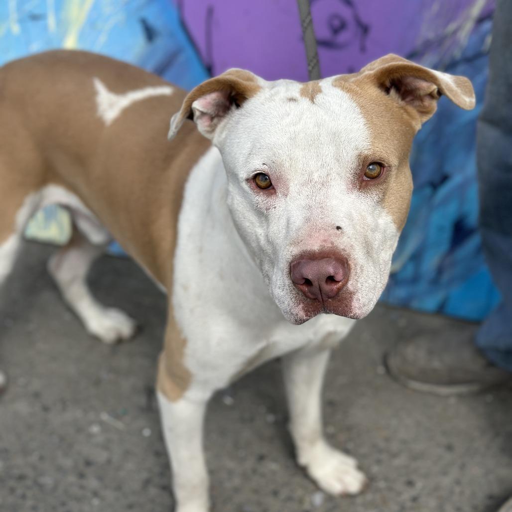 Jeffrey, a Adoptable Mixed Breed in San Francisco, CA image 5/5