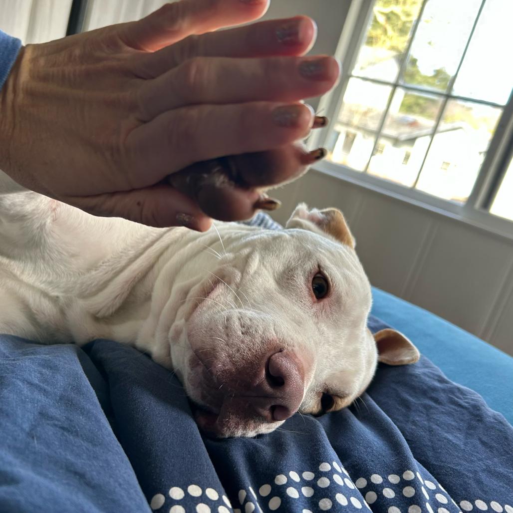 Enlarge Jeffrey, a Adoptable Mixed Breed in San Francisco, CA image 5/6