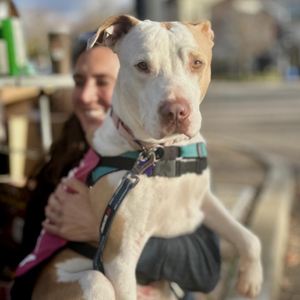 Enlarge Jeffrey, a Adoptable Mixed Breed in San Francisco, CA image 6/6