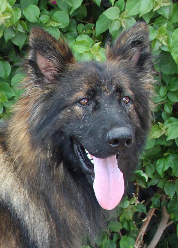 Gus von Goslar German Shepherd Dog Dog
