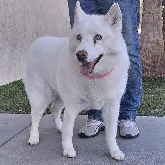 Jynx Lanton (Gypsy), Adoptable, Senior Female Siberian Husky.