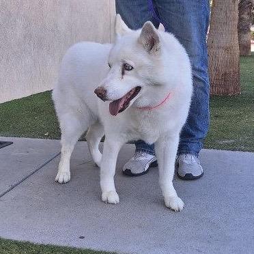 Enlarge Jynx Lanton (Gypsy), a Adoptable Siberian Husky in Las Vegas, NV image 2/6