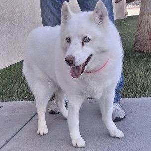 Enlarge Jynx Lanton (Gypsy), a Adoptable Siberian Husky in Las Vegas, NV image 3/6