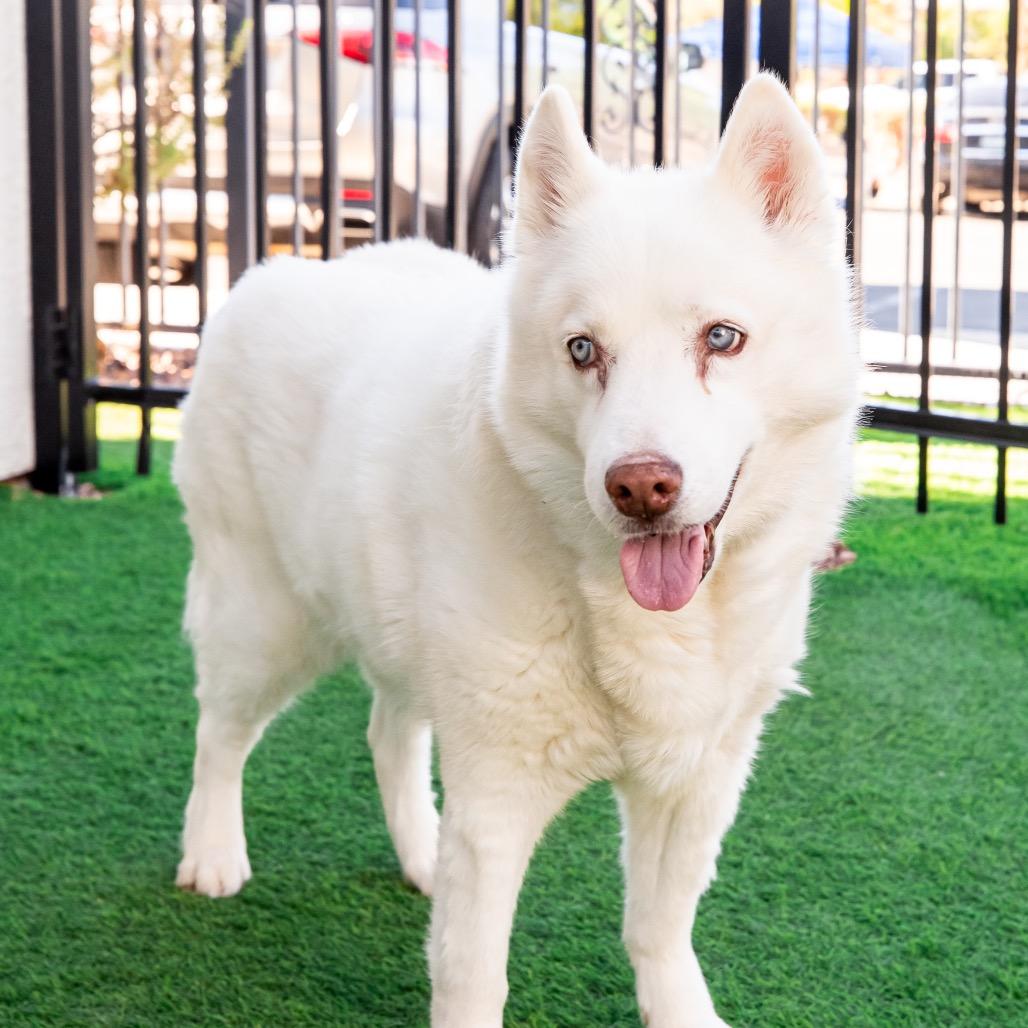 Enlarge Jynx Lanton (Gypsy), a Adoptable Siberian Husky in Las Vegas, NV image 4/6