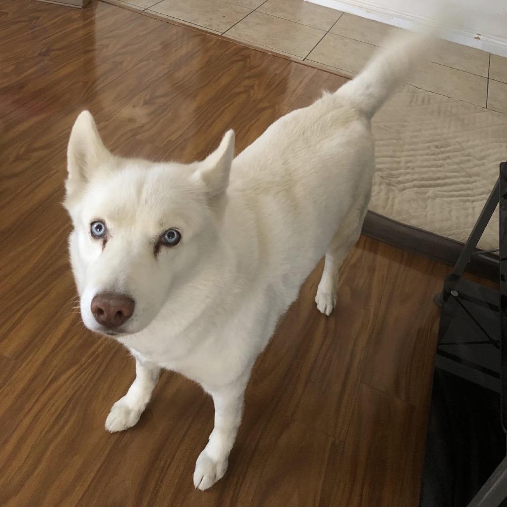 Enlarge Jynx Lanton (Gypsy), a Adoptable Siberian Husky in Las Vegas, NV image 5/6