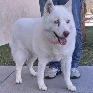 Enlarge Jynx Lanton (Gypsy), a Adoptable Siberian Husky in Las Vegas, NV image 6/6