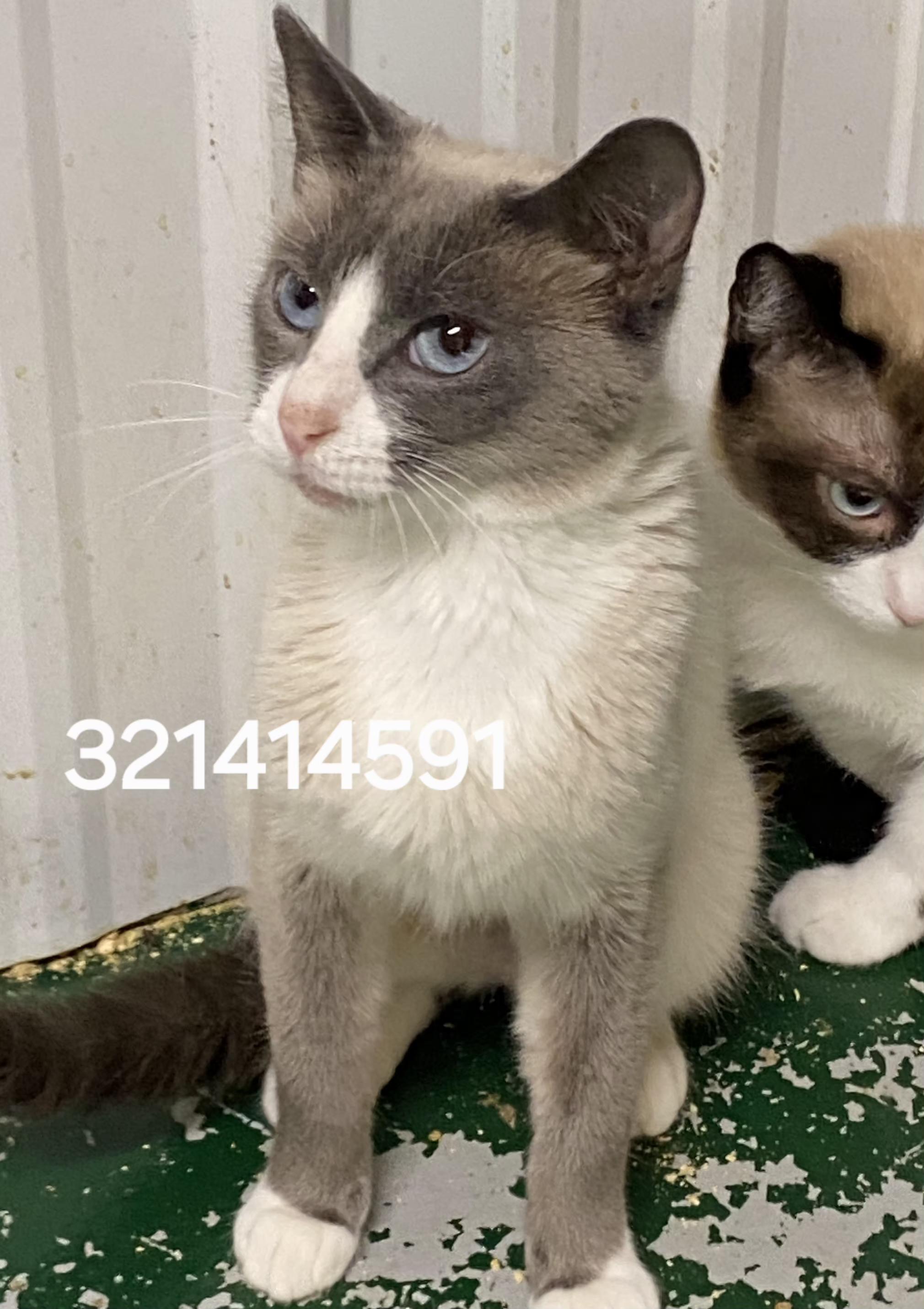 321414591, ADOPTABLE, Adult Female Siamese.