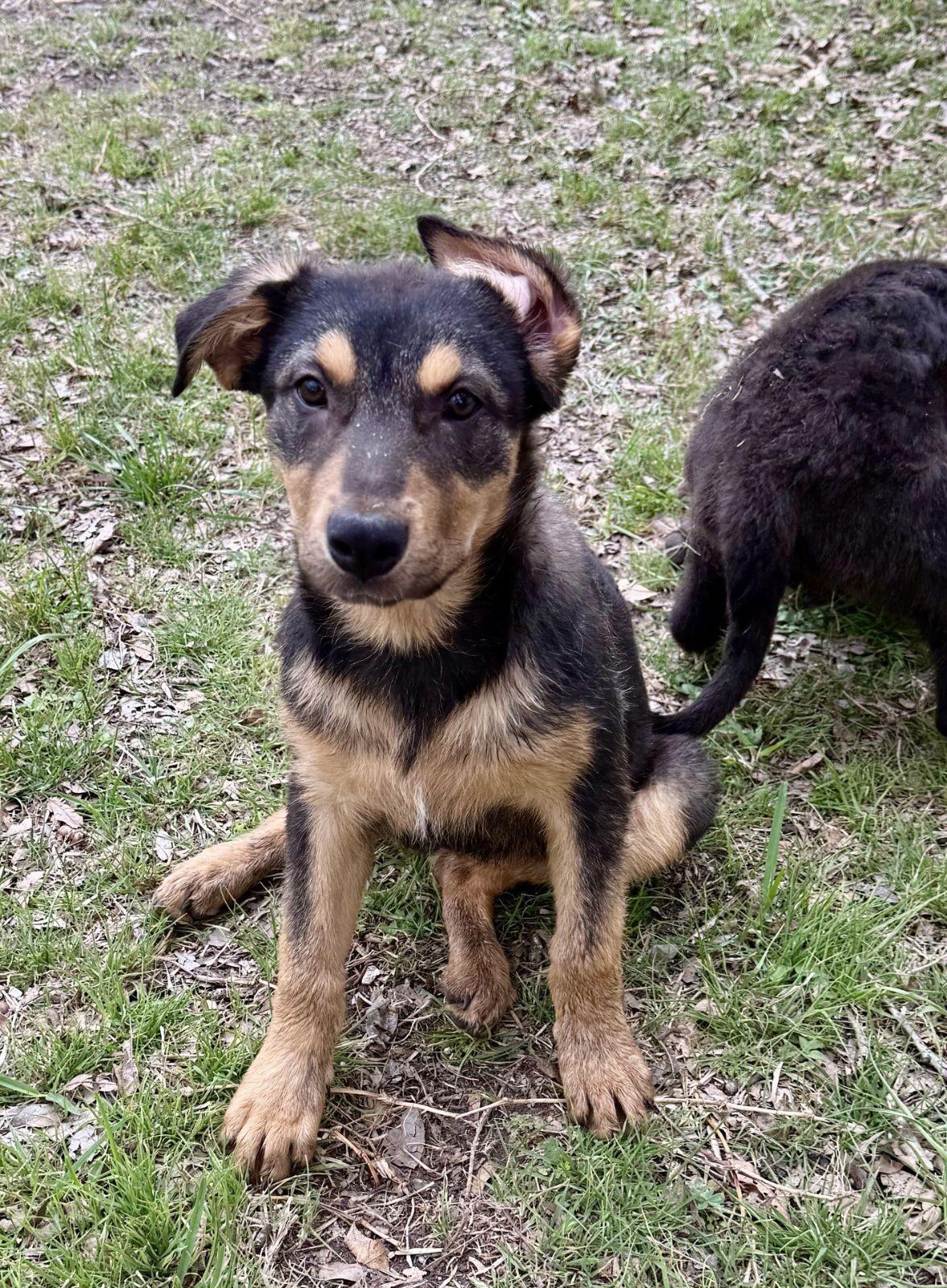 Moe Winchester , Adoptable, Young Female German Shepherd Dog.