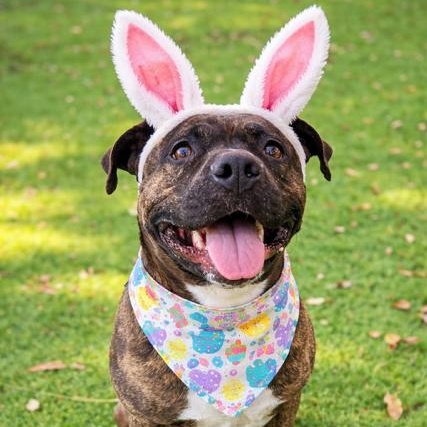 Whisper, Adoptable, Adult Female Bullmastiff.