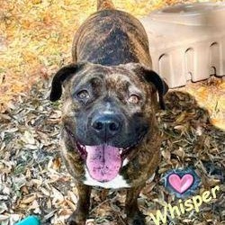 Whisper, a Adoptable mixed breed in Palm Harbor, FL image 5/6