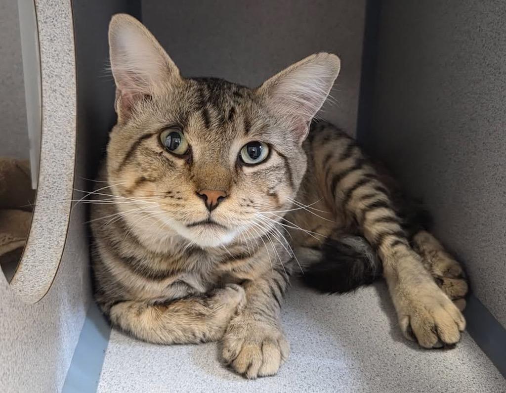 Howard, Adoptable, Young Male Domestic Short Hair.