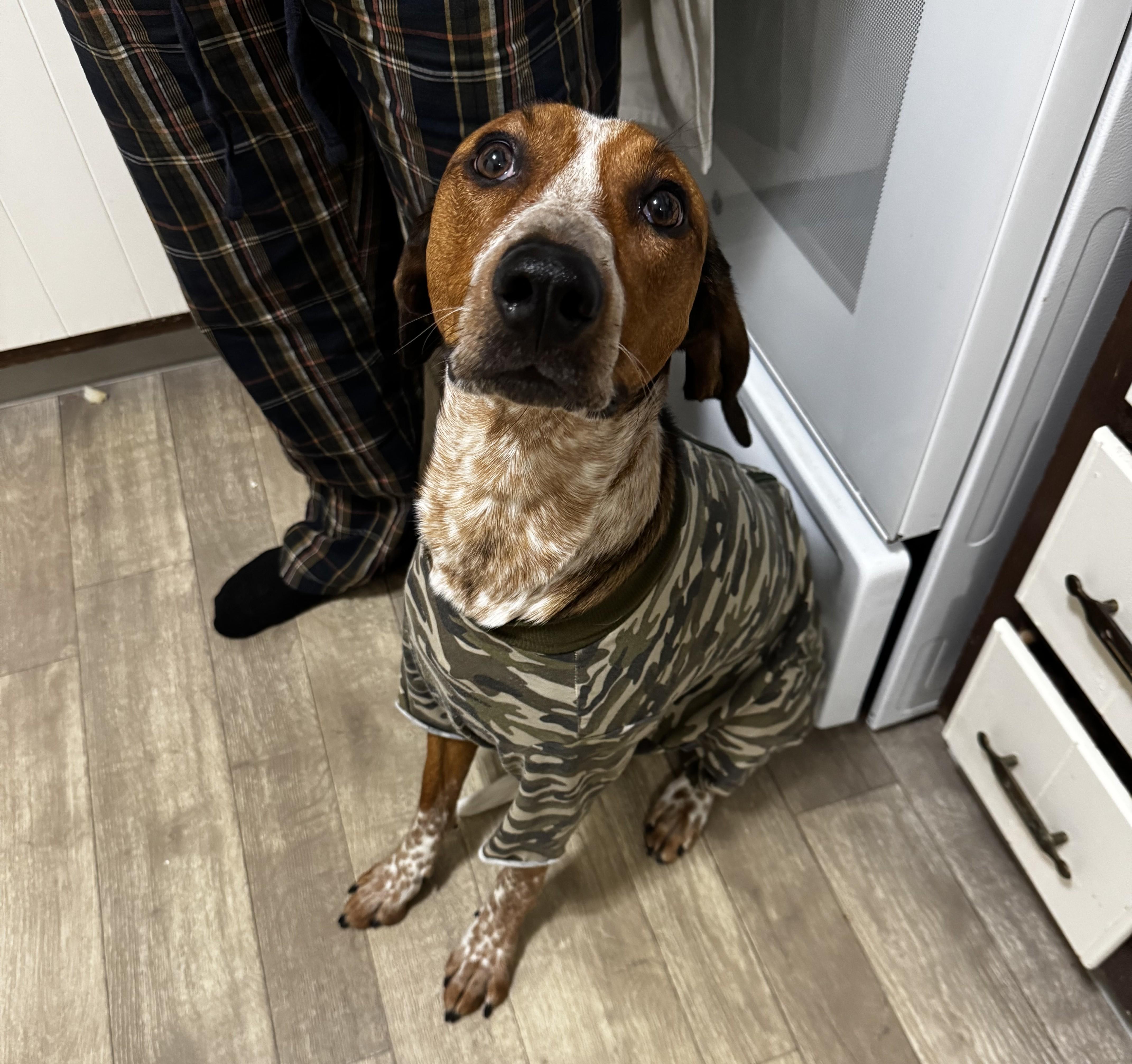 Enlarge Phoebe Courtesy Listed, a ADOPTABLE mixed breed in Midland, MI image 2/5