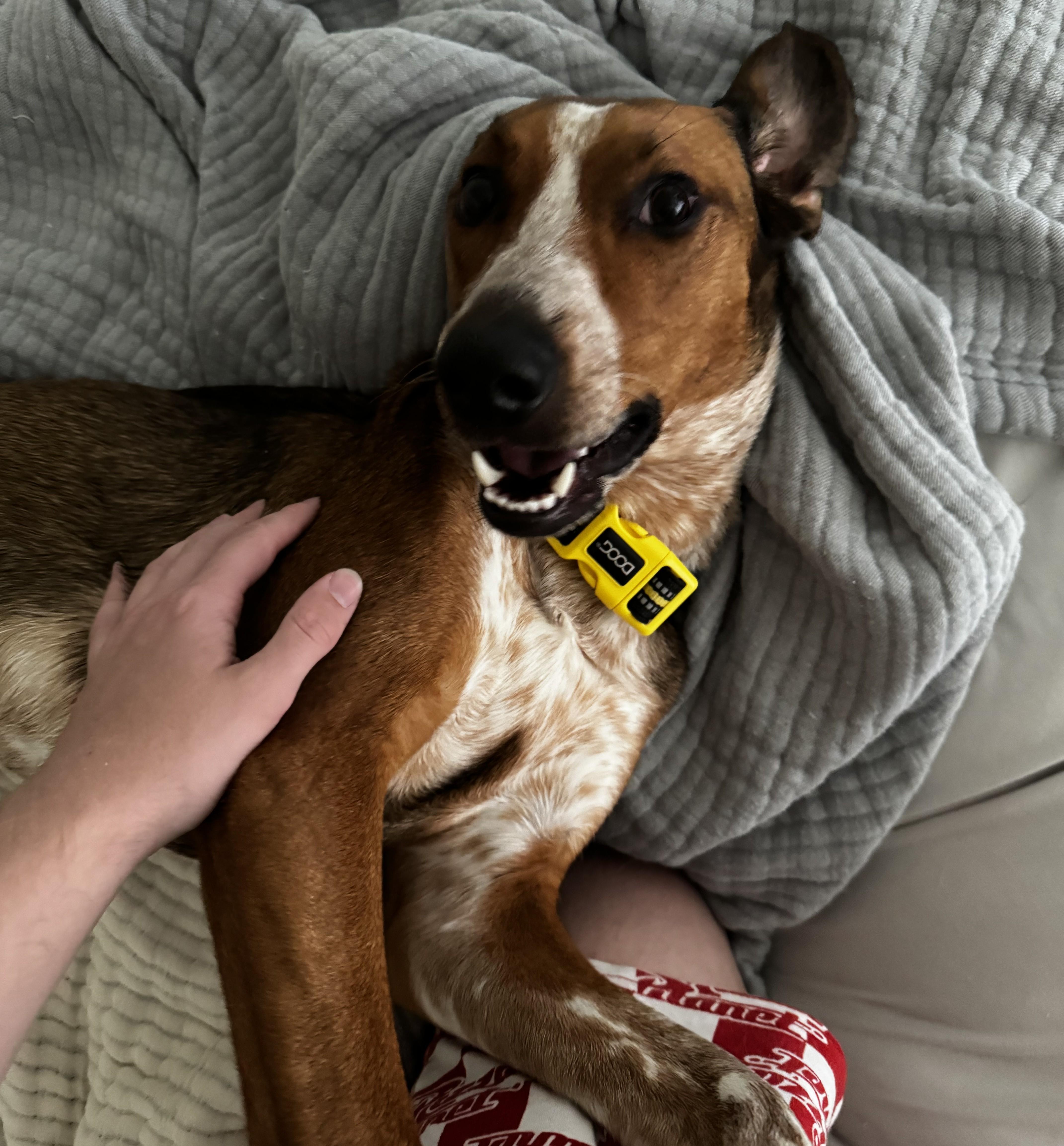 Enlarge Phoebe Courtesy Listed, a ADOPTABLE mixed breed in Midland, MI image 3/5