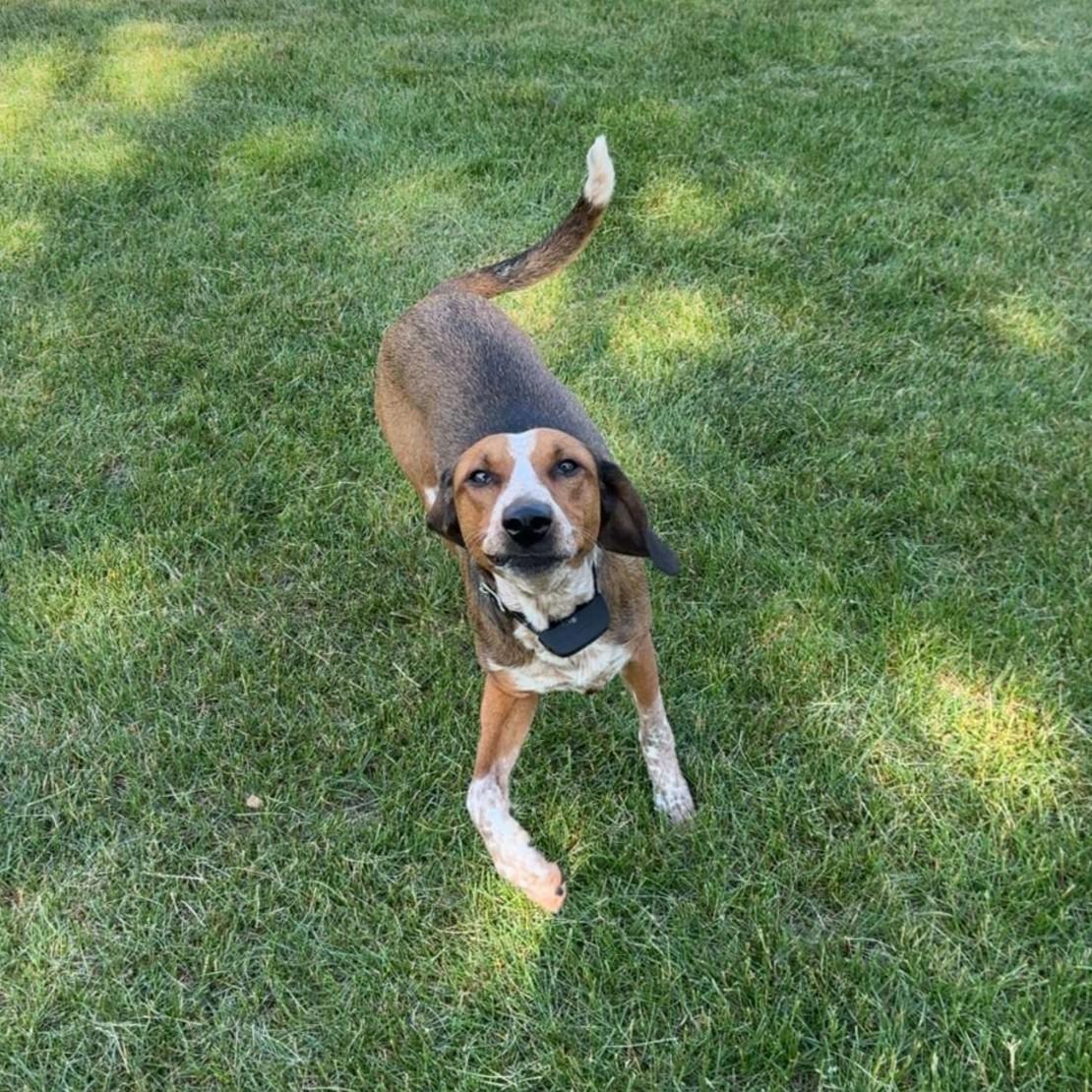 Enlarge Phoebe Courtesy Listed, a ADOPTABLE mixed breed in Midland, MI image 5/5