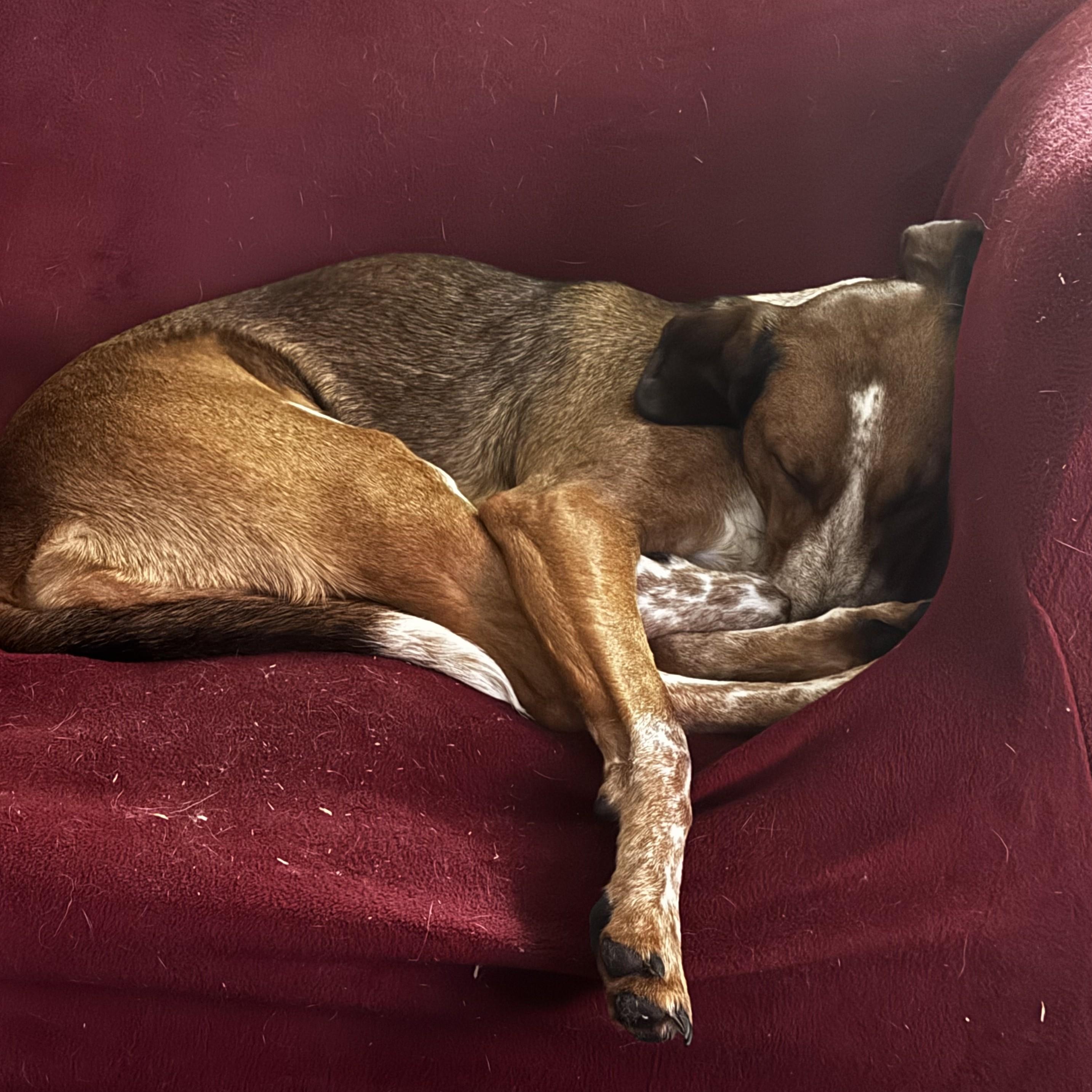 Enlarge Phoebe Courtesy Listed, a ADOPTABLE mixed breed in Midland, MI image 4/5