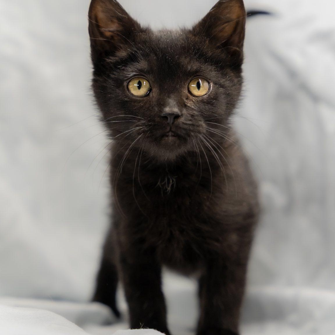 Lip Licker Larry, a ADOPTABLE Domestic Short Hair in Alexandria, IN image 2/3