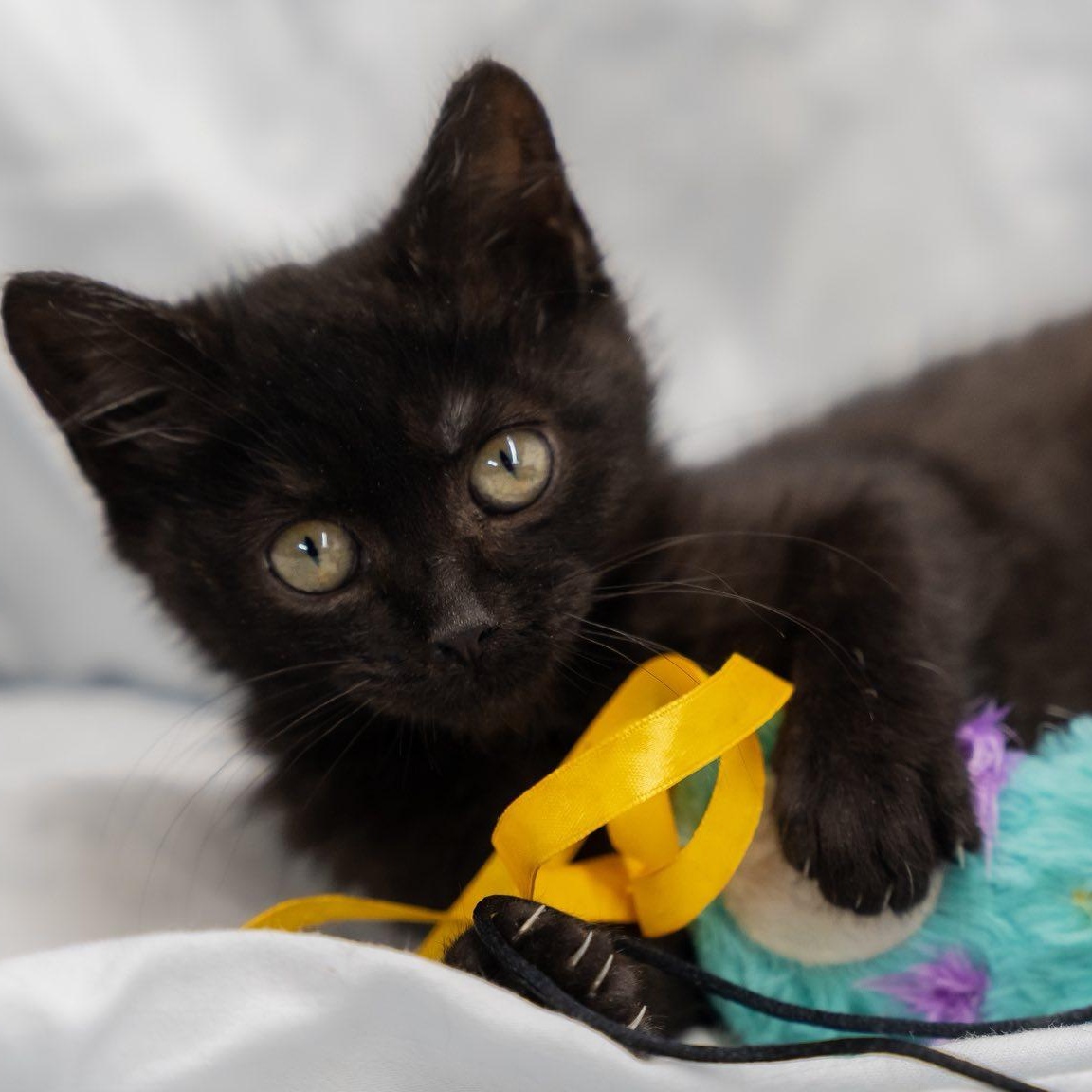 Lip Licker Larry, a ADOPTABLE Domestic Short Hair in Alexandria, IN image 3/3