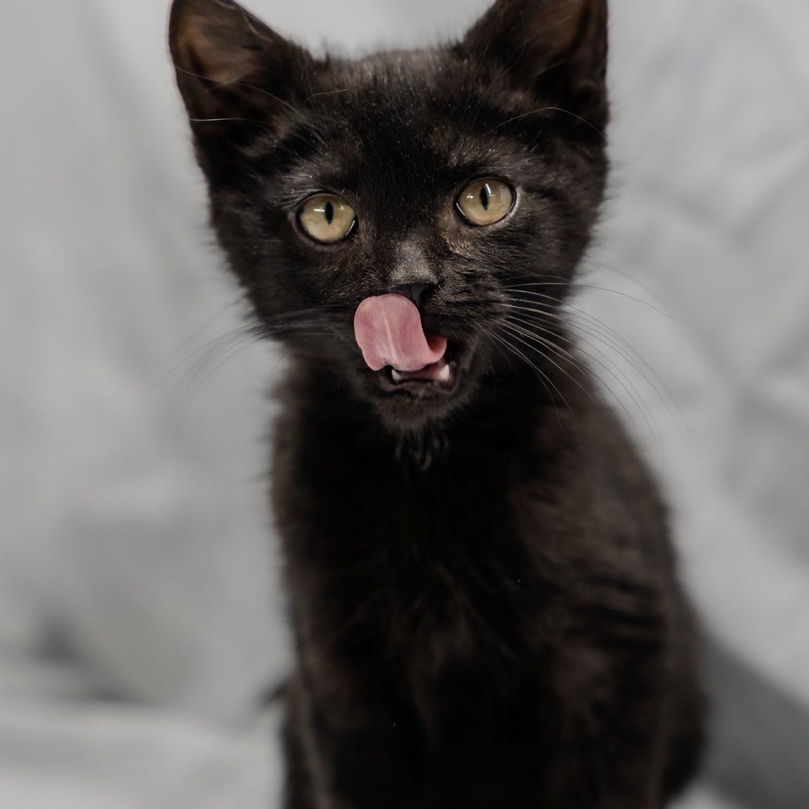 Lip Licker Larry, a ADOPTABLE Domestic Short Hair in Alexandria, IN image 1/3
