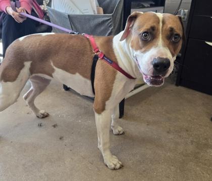 Enlarge CELINE, a ADOPTABLE Mixed Breed in Fernandina Beach, FL image 2/2