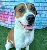 CELINE, ADOPTABLE, Young Female Mixed Breed.