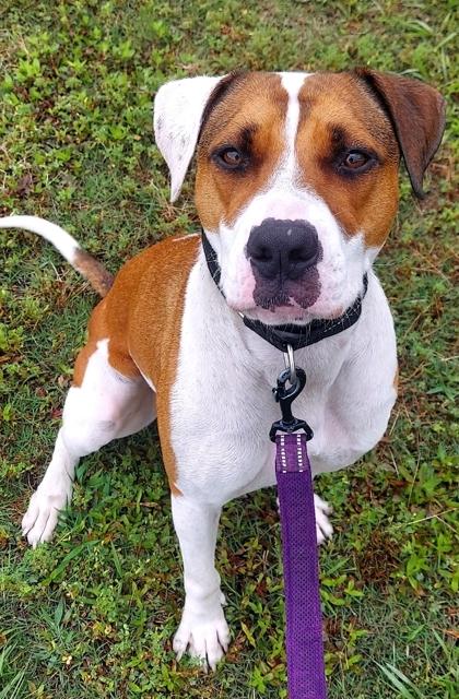 Enlarge CELINE, a ADOPTABLE Mixed Breed in Fernandina Beach, FL image 2/3