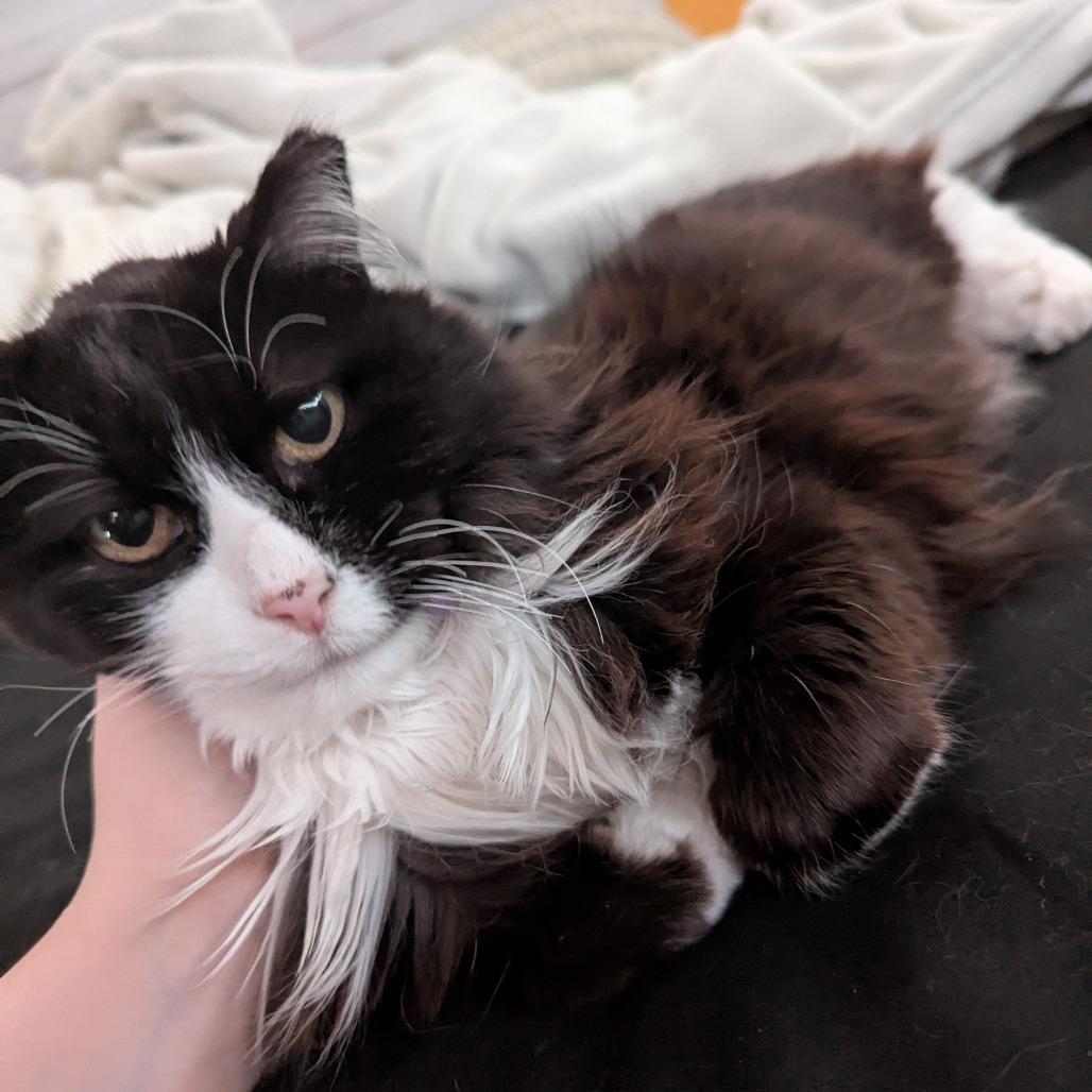 LOST - Leo is lost Jonathan Lane NW Rochester MN