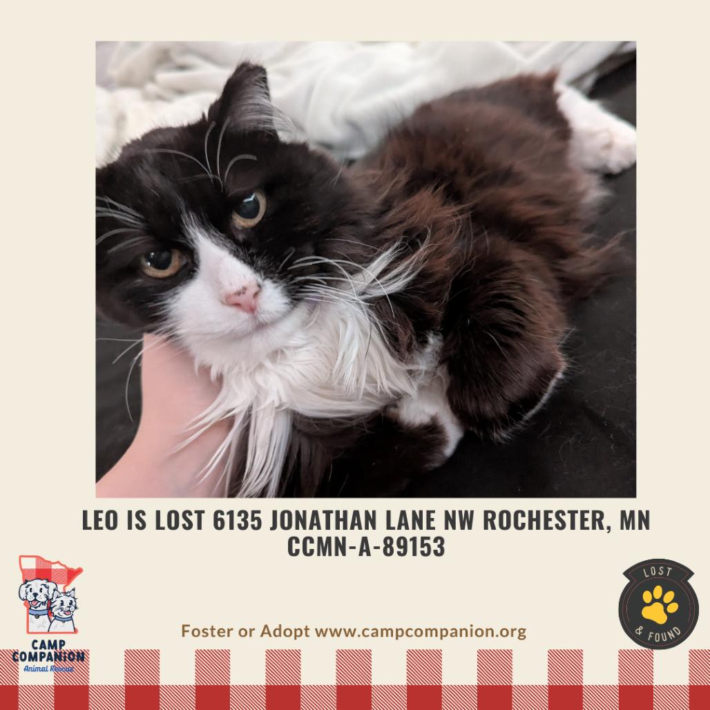 LOST - Leo is lost Jonathan Lane NW Rochester MN — thumbnail 2